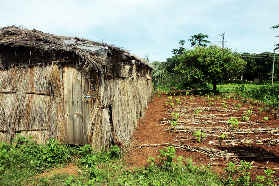 Zambia, Zimbabwe, & South Africa - Journal and Photos