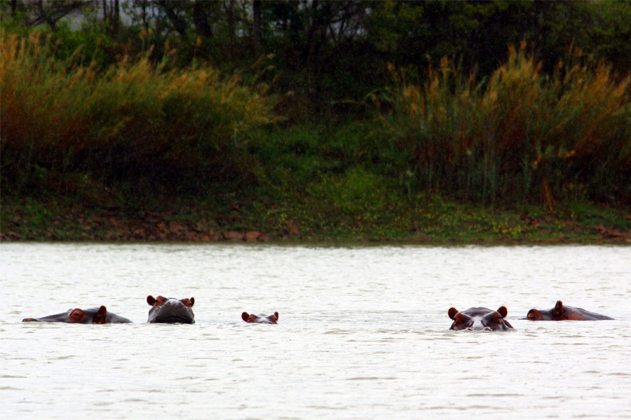 Zambia, Zimbabwe, & South Africa - Journal and Photos
