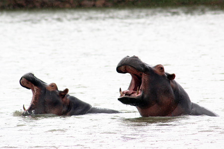 Zambia, Zimbabwe, & South Africa - Journal and Photos