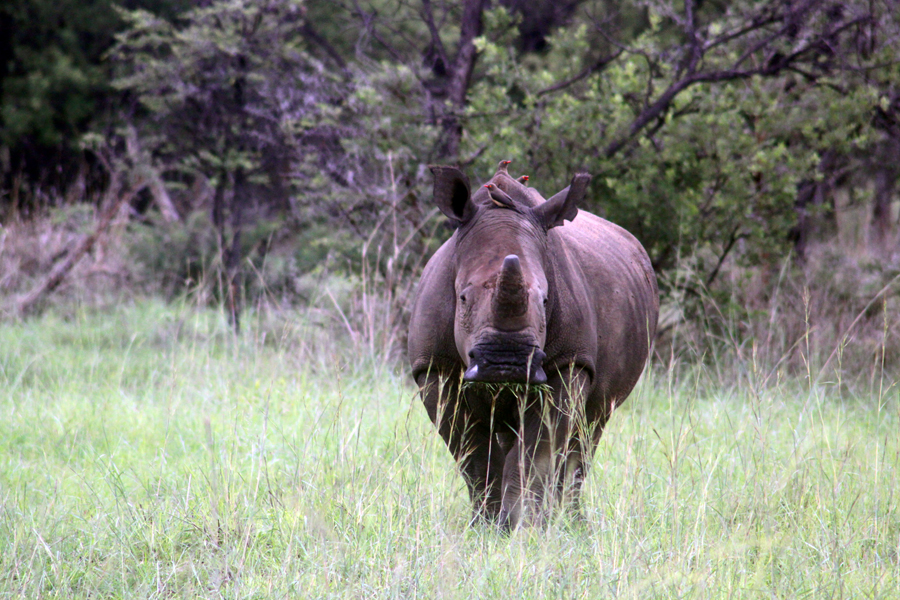 Zambia, Zimbabwe, & South Africa - Journal and Photos