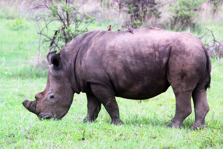 Zambia, Zimbabwe, & South Africa - Journal and Photos