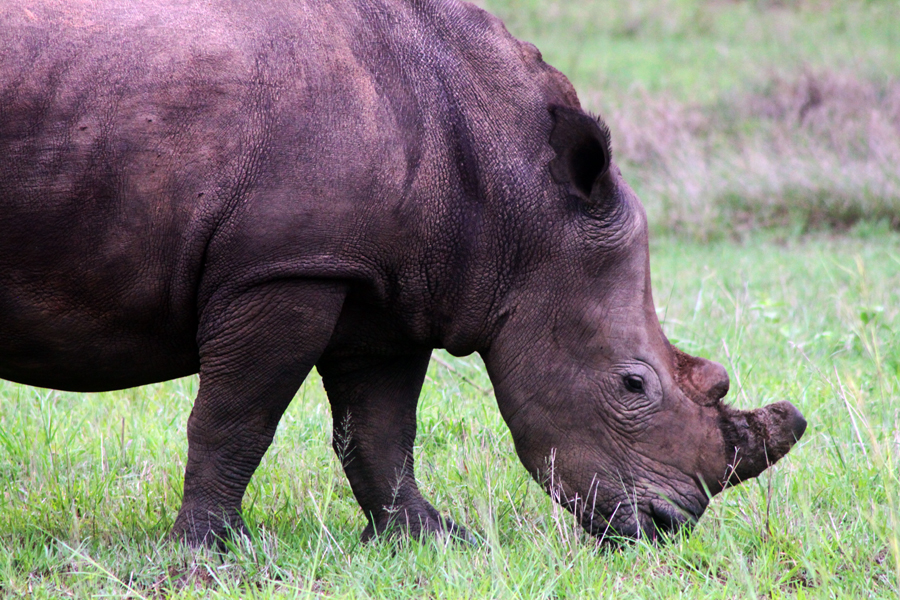 Zambia, Zimbabwe, & South Africa - Journal and Photos