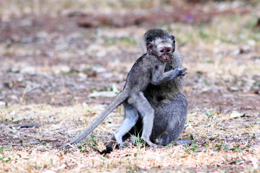 Zambia, Zimbabwe, & South Africa - Journal and Photos