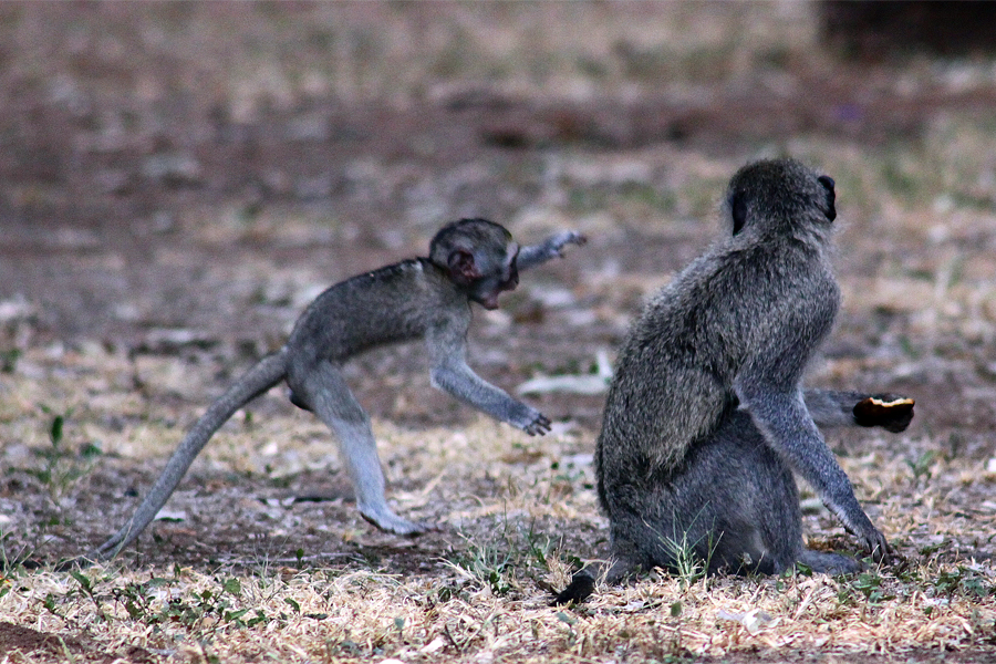 Zambia, Zimbabwe, & South Africa - Journal and Photos