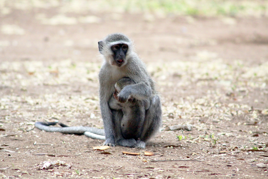 Zambia, Zimbabwe, & South Africa - Journal and Photos