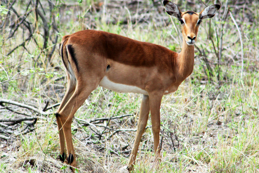 Zambia, Zimbabwe, & South Africa - Journal and Photos