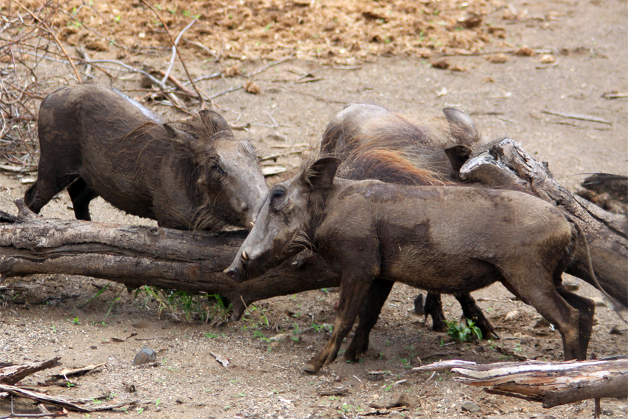 Zambia, Zimbabwe, & South Africa - Journal and Photos