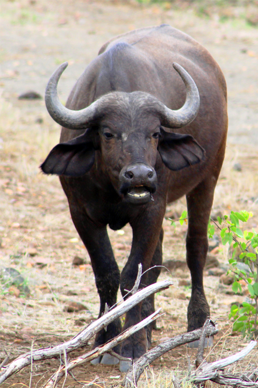 Zambia, Zimbabwe, & South Africa - Journal and Photos