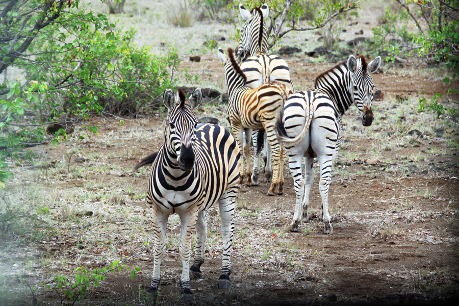 Zambia, Zimbabwe, & South Africa - Journal and Photos
