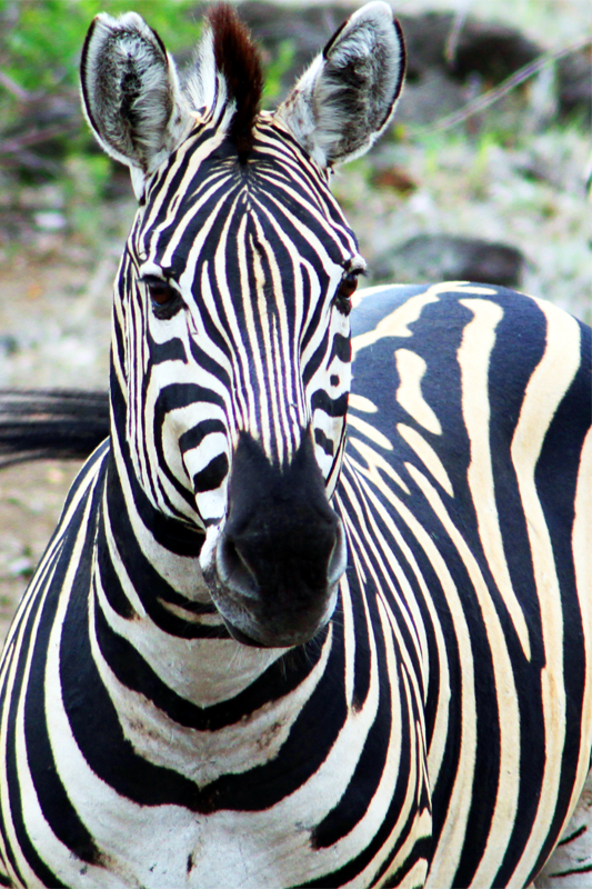 Zambia, Zimbabwe, & South Africa - Journal and Photos