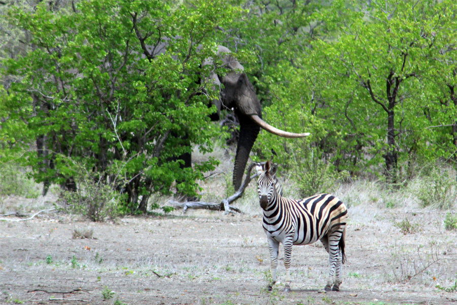 Zambia, Zimbabwe, & South Africa - Journal and Photos