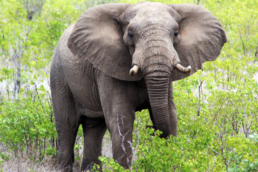 Zambia, Zimbabwe, & South Africa - Journal and Photos