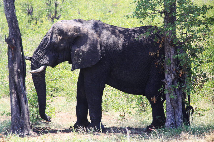 Zambia, Zimbabwe, & South Africa - Journal and Photos