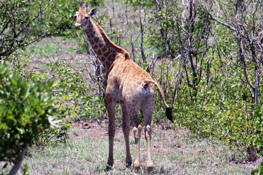 Zambia, Zimbabwe, & South Africa - Journal and Photos