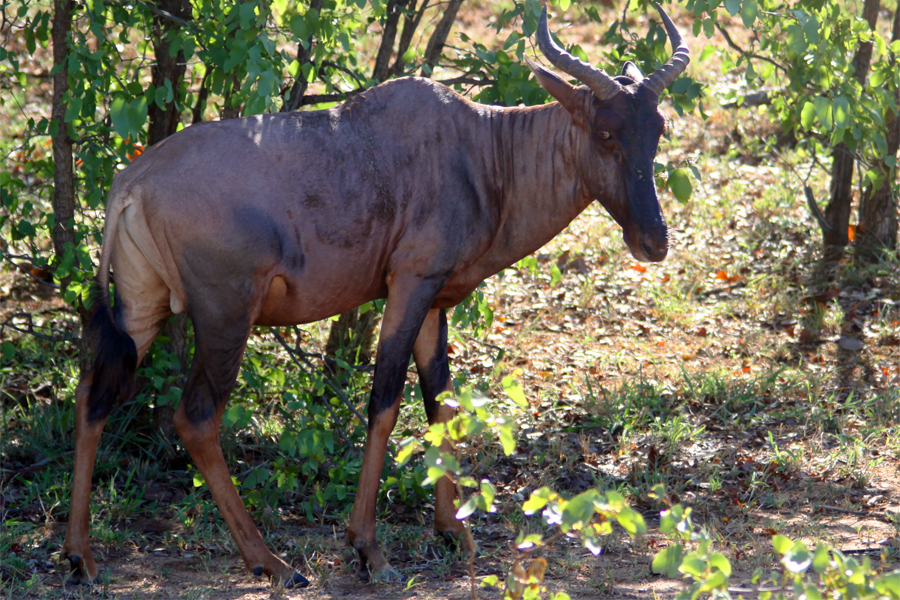 Zambia, Zimbabwe, & South Africa - Journal and Photos