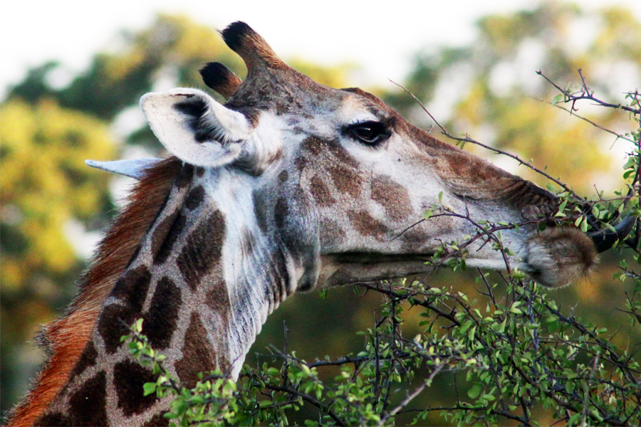 Zambia, Zimbabwe, & South Africa - Journal and Photos
