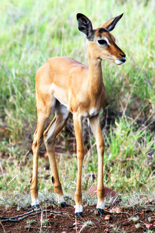 Zambia, Zimbabwe, & South Africa - Journal and Photos