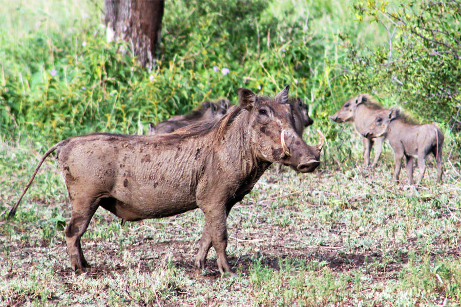 Zambia, Zimbabwe, & South Africa - Journal and Photos