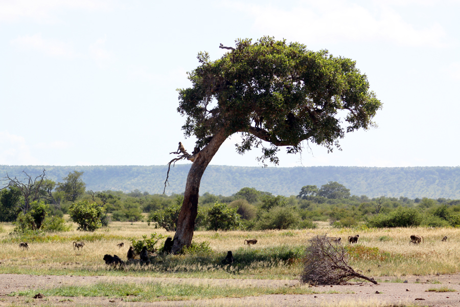 Zambia, Zimbabwe, & South Africa - Journal and Photos