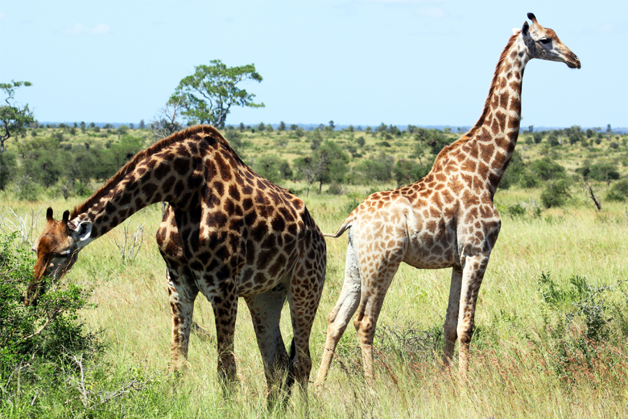 Zambia, Zimbabwe, & South Africa - Journal and Photos