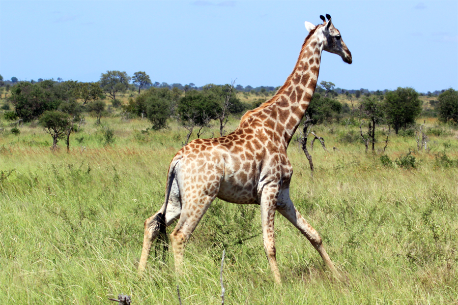 Zambia, Zimbabwe, & South Africa - Journal and Photos
