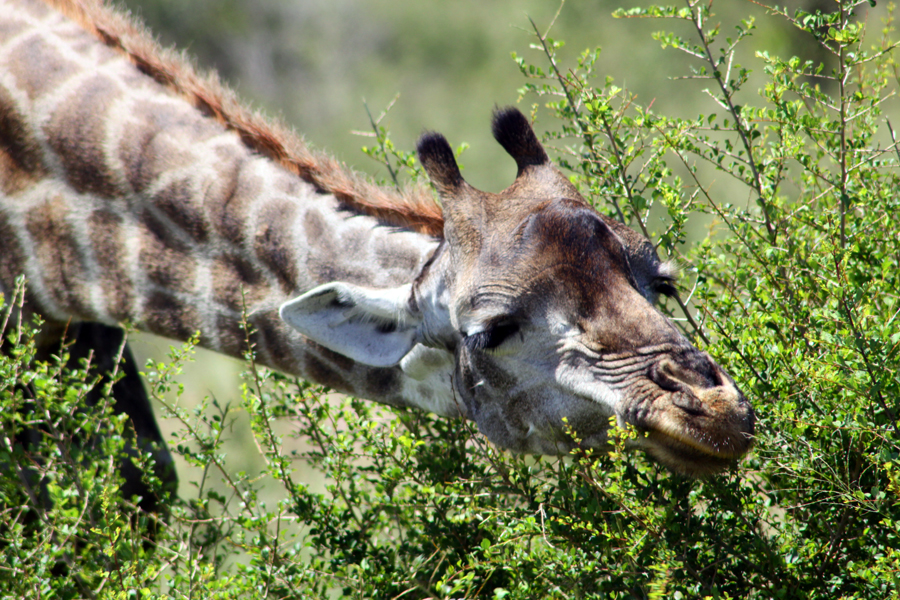 Zambia, Zimbabwe, & South Africa - Journal and Photos