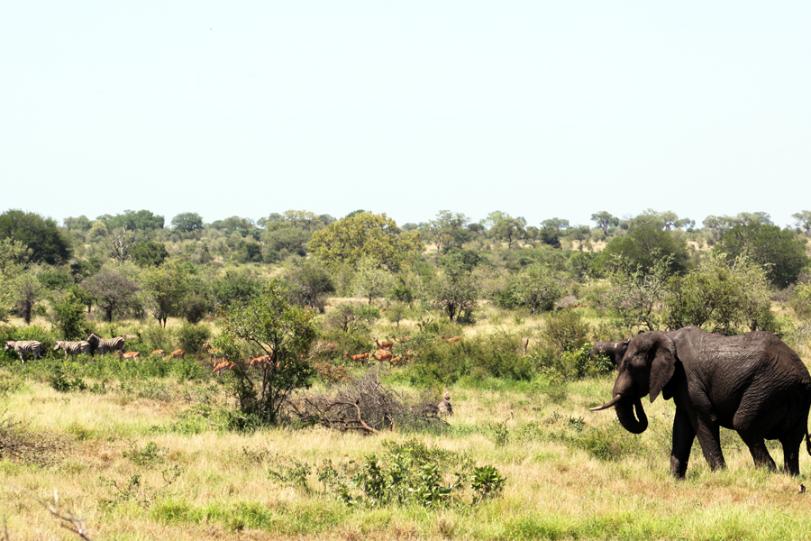Zambia, Zimbabwe, & South Africa - Journal and Photos