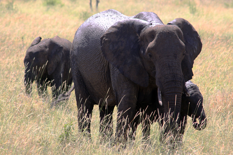 Zambia, Zimbabwe, & South Africa - Journal and Photos