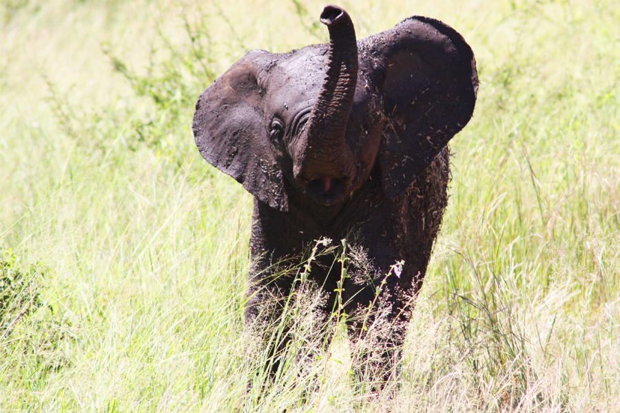 Zambia, Zimbabwe, & South Africa - Journal and Photos