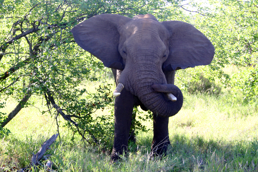 Zambia, Zimbabwe, & South Africa - Journal and Photos