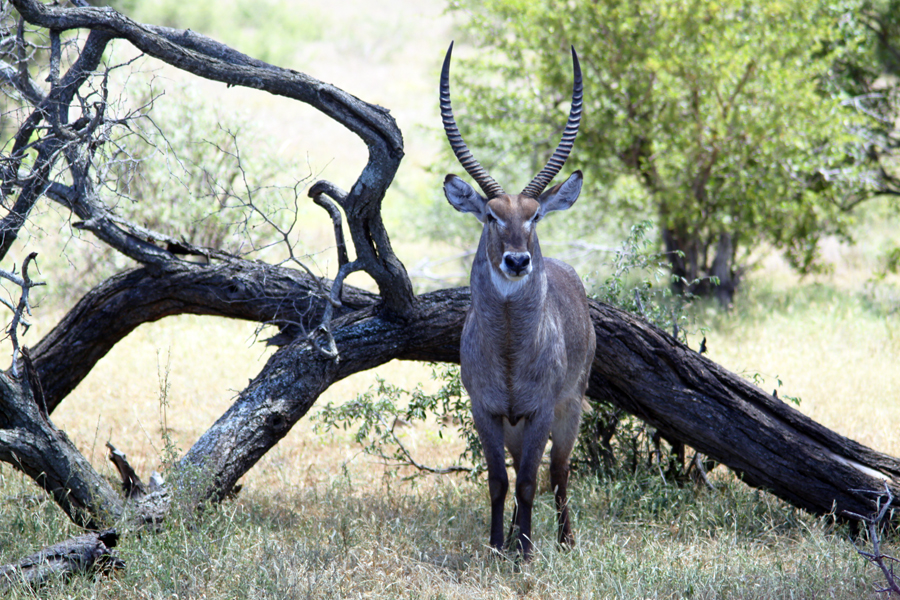 Zambia, Zimbabwe, & South Africa - Journal and Photos