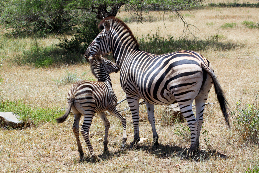 Zambia, Zimbabwe, & South Africa - Journal and Photos
