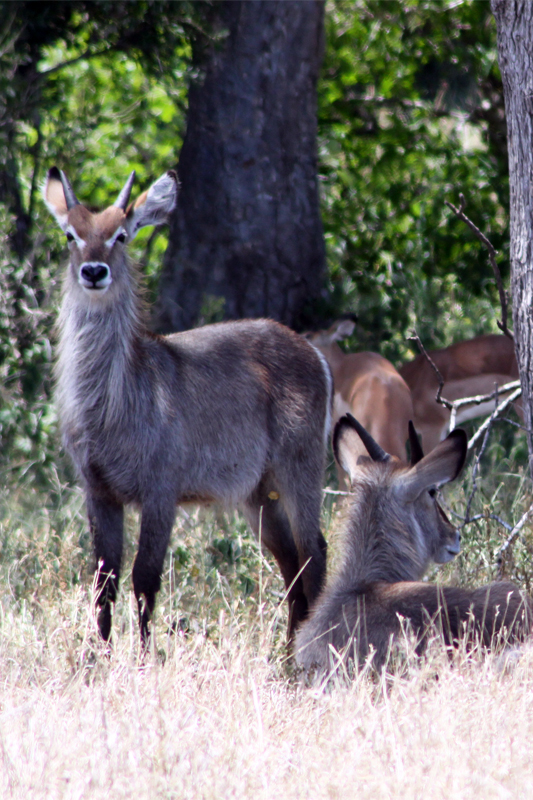 Zambia, Zimbabwe, & South Africa - Journal and Photos