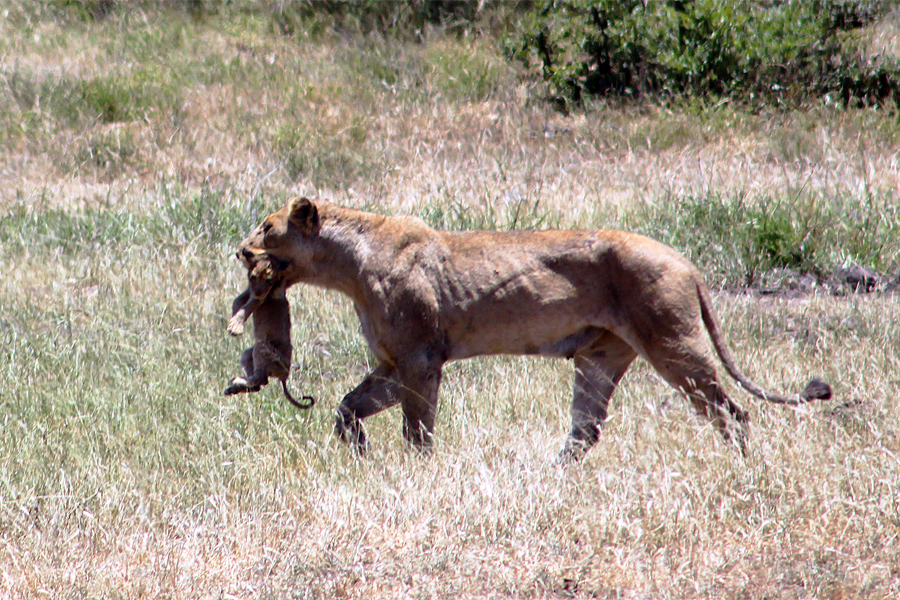 Zambia, Zimbabwe, & South Africa - Journal and Photos