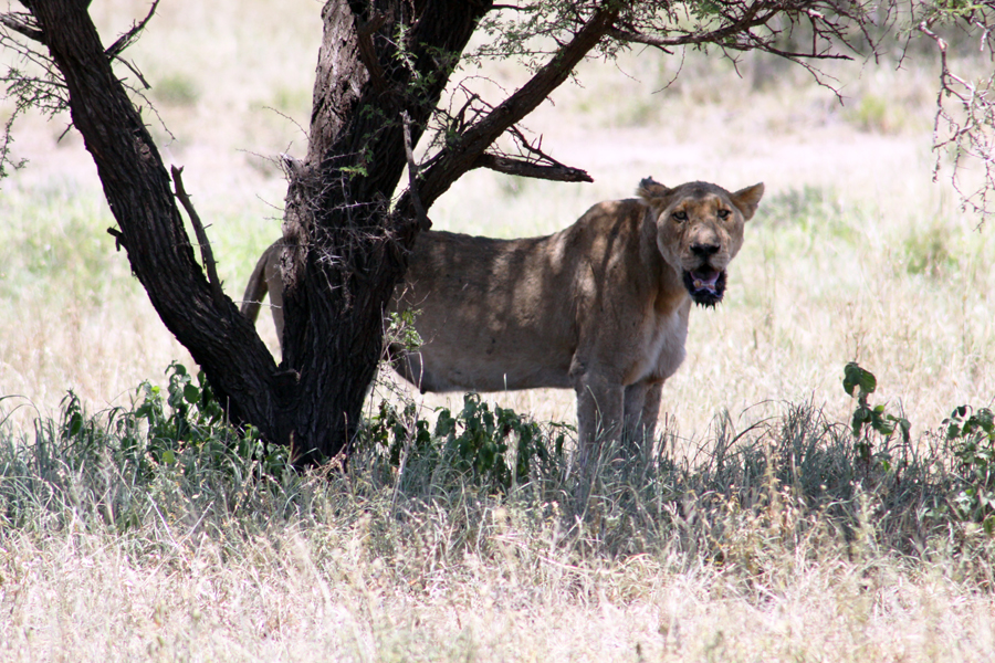 Zambia, Zimbabwe, & South Africa - Journal and Photos