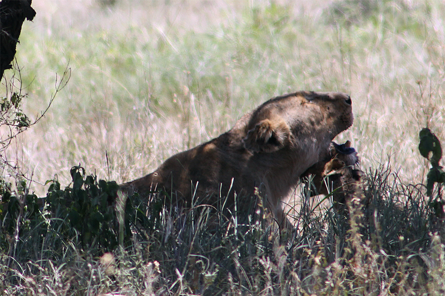 Zambia, Zimbabwe, & South Africa - Journal and Photos