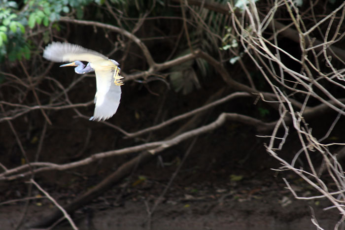 Costa Rica - Journal and Photos