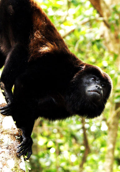 Costa Rica - Journal and Photos