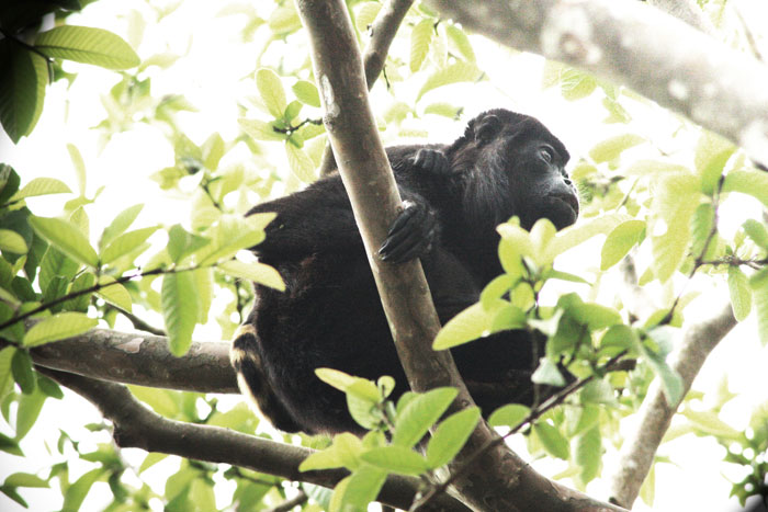 Costa Rica - Journal and Photos
