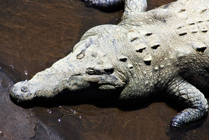 Costa Rica - Journal and Photos
