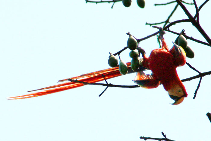 Costa Rica - Journal and Photos