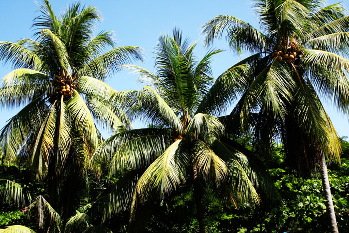 Costa Rica - Journal and Photos