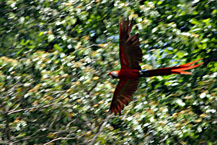 Costa Rica - Journal and Photos