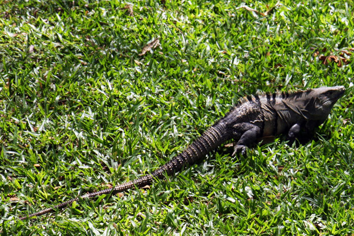Costa Rica - Journal and Photos