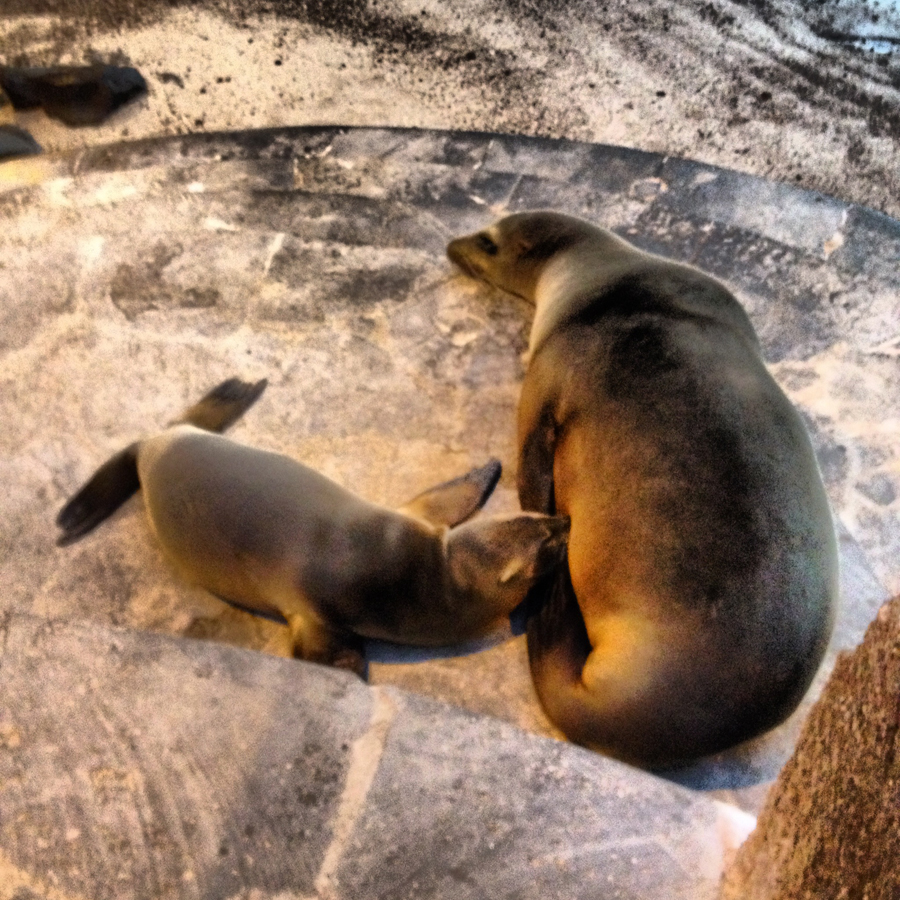 Galapagos Islands - Journal and Photos