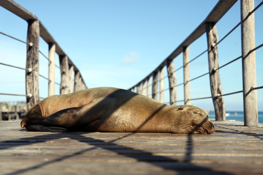 Galapagos Islands - Journal and Photos