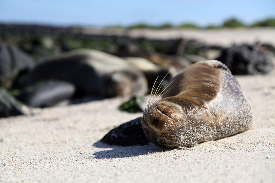 Galapagos Islands - Journal and Photos