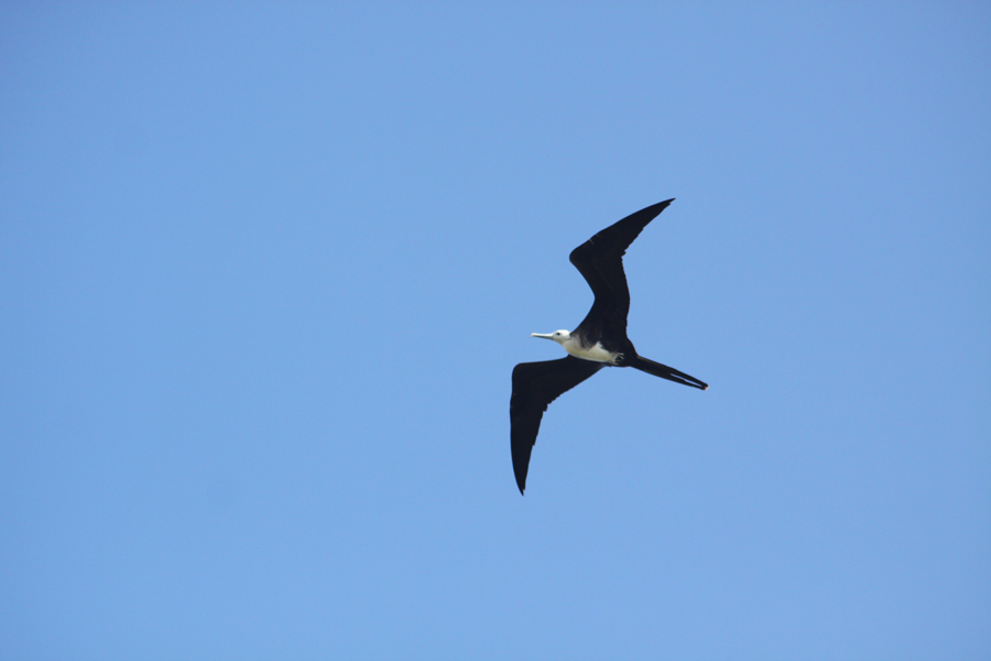 Galapagos Islands - Journal and Photos