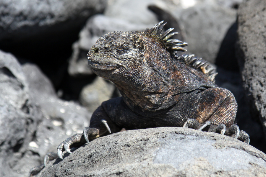 Galapagos Islands - Journal and Photos