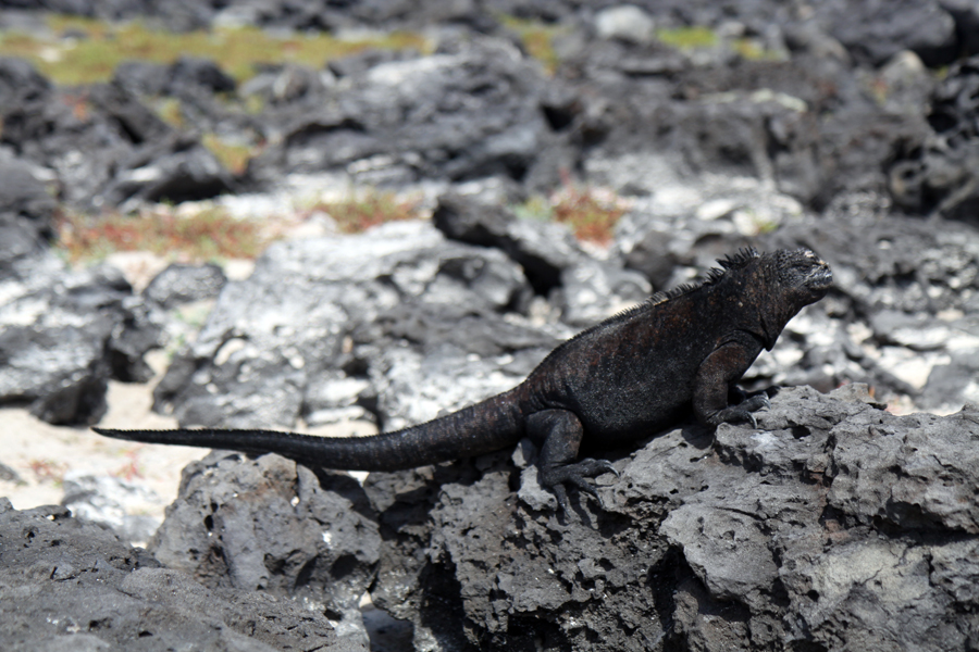Galapagos Islands - Journal and Photos
